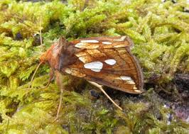 Image result for Plusia putnami