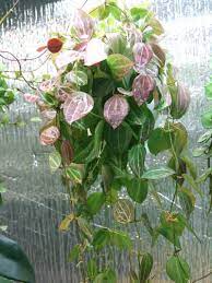 Hooked On Hoya Cubit Identification Forum A New One Unusual Plants Unique Plants Hanging Plants