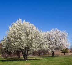 Image result for Pyrus