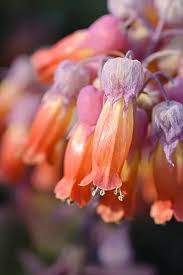 Image result for Kalanchoe lateritia