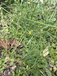 Image result for Sisymbrium orientale