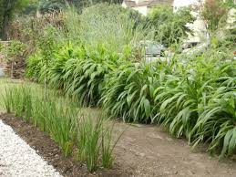 Image result for Setaria poiretiana