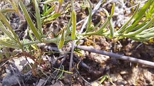 Image result for Thesium nigricans