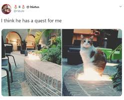 Prescription glasses dispatched in 24hr! It S International Cat Day So Why Not Indulge Yourself With 30 Of The Funniest Cat Tweets Ever Funny Pictures Cute Funny Animals Animal Memes