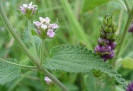 Image result for Lantana rugosa