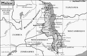 Image result for Alloeochaete oreogena