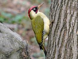 It is resident across much of europe and the western palearctic but in spain and portugal it is replaced by the similar iberian green woodpecker (picus sharpei). Eurasian Green Woodpecker Ebird
