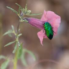 Image result for Sesamum triphyllum