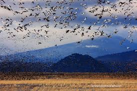 So Many Birds In Klamath County Make Sure To Come See Them Klamath Cascadia Natural Landmarks