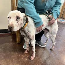 CUDDLY | Helpless Dog Shot Through The Neck Is Found Weak & Bloody, Hiding In A Drain Pipe...⁠ ⁠ The bullet that tore through Tinsel’s neck was... | Instagram