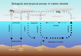carbon sink, carbon dioxide cycle