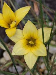 Image result for Romulea
