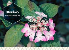 How to identify flowers by their leaves. Types Of Hydrangeas A Visual Guide Ftd Com