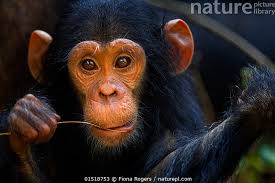 Stock photo of Eastern chimpanzee (Pan troglodytes schweinfurtheii) infant  male 'Google'…. Available for sale