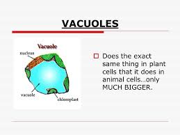 In yeast cells the vacuole is a animal vacuoles are smaller than their plant counterparts but also usually greater in number. Cells Plant And Animal Ppt Video Online Download