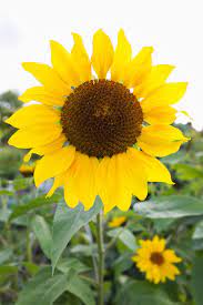 50 Beautiful Flowers For Every State In The Union Beautiful Flowers Photography Beautiful Flowers Evergreen Flowers