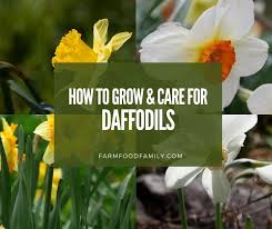 Check spelling or type a new query. Daffodil Flowers How To Plant Grow And Care For Narcissus Bulbs