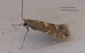 Image result for Phyllonorycter strigulatellus
