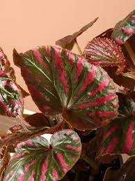 Image result for Begonia rostrata