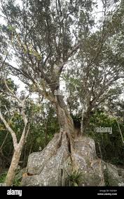 Image result for Heritiera