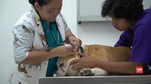 Tantangan Dr Ooy Menjadi Dokter Hewan