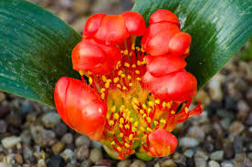 Image result for Daubenya