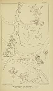 Image result for Tridactyle scottellii