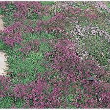 We did not find results for: 9 Pack Creeping Thyme In Tray L2902 In The Ground Cover Department At Lowes Com