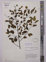 Image result for Maprounea