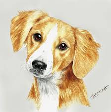 Maybe you would like to learn more about one of these? Puppy Portrait Colored Pencil Drawing Color Pencil Drawing Colored Pencil Artwork Pencil Sketches Of Animals