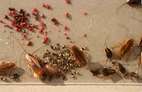 What Does A Baby Cockroach Look Like Terminix