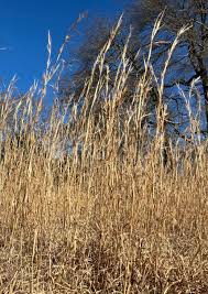 Image result for Andropogon
