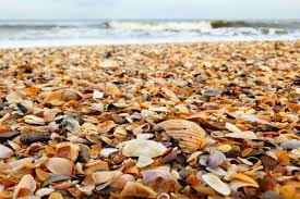 11 Best Shelling Beaches In Florida Poor In A Private Plane The iconic pier brims with restaurants, shops and entertainment at this. poor in a private plane