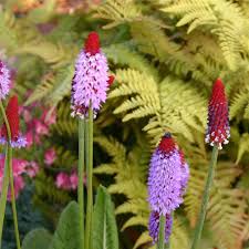 We did not find results for: Primula Vialii Red Hot Poker