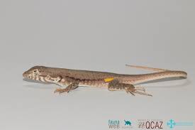 Image result for Microlophus peruvianus