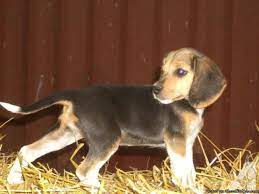 The kennel is heated and surrounded by a large fenced in area for exercise. Pin On Web Pixer