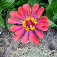 Image result for Rytigynia kiwuensis