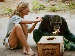 A Trove of Unseen Footage Reveals Jane Goodall's Early Explorations | Sierra Club