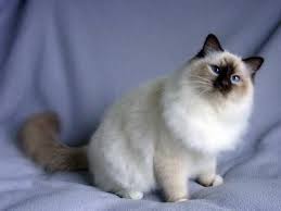the 7 most popular cat breeds around the world cat breeds snowshoe cat popular cat breeds