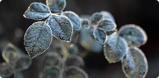 Image result for Cyphia lasiandra