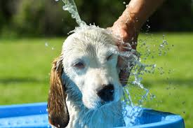 We did not find results for: Diy Tips For Grooming Your Dog At Home Pets Mall