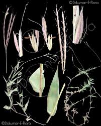 Image result for Abildgaardia ovata