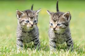Let's face it, cats are the unofficial mascots of the internet. Is Having Two Cats Together Better Than One Pets4homes