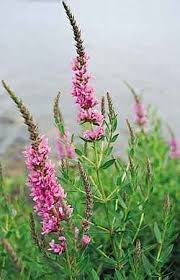 Image result for Hionanthera