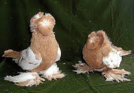 Kalle Adli Kullanicinin Golebie Panosundaki Pin Guzel Kuslar Kus Hayvanlar