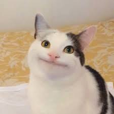 Polite Cat Pagina Inicial Facebook