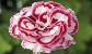 Pinks Garden Steven Universe