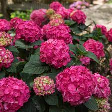 Spring Hill Nurseries 4 In Pot Summer Crush Hydrangea Live Potted Plant With Red Flowering Shrub 1 Pack 62431 The Home Depot Summer Hydrangeas Flowering Shrubs Endless Summer Hydrangea