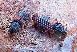 Image result for Blotiella crenata