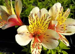 Alstroemeria represents devotion and friendship. Language Of Flowers Alstroemeria The Value Of A Flower